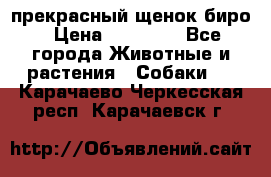 прекрасный щенок биро › Цена ­ 20 000 - Все города Животные и растения » Собаки   . Карачаево-Черкесская респ.,Карачаевск г.